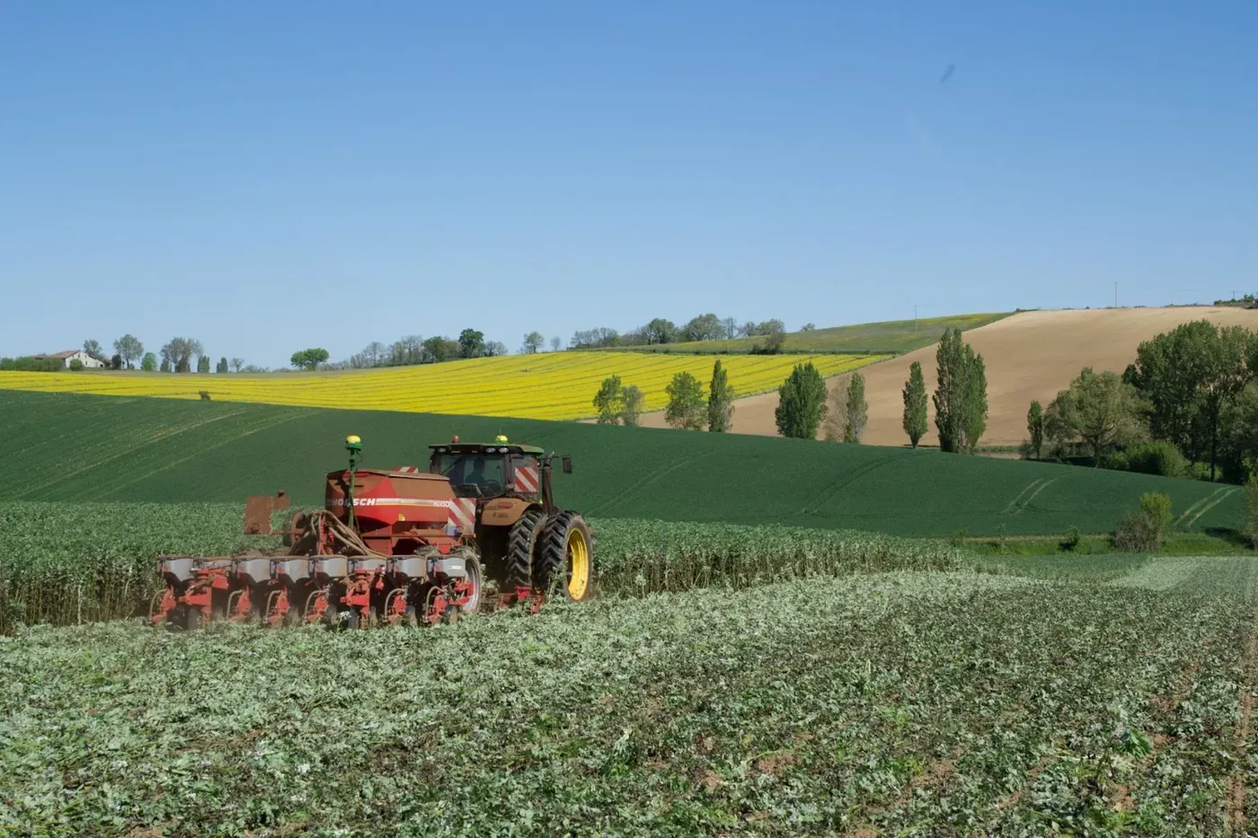Destruction of an intermediate cover of faba bean in the Gers department