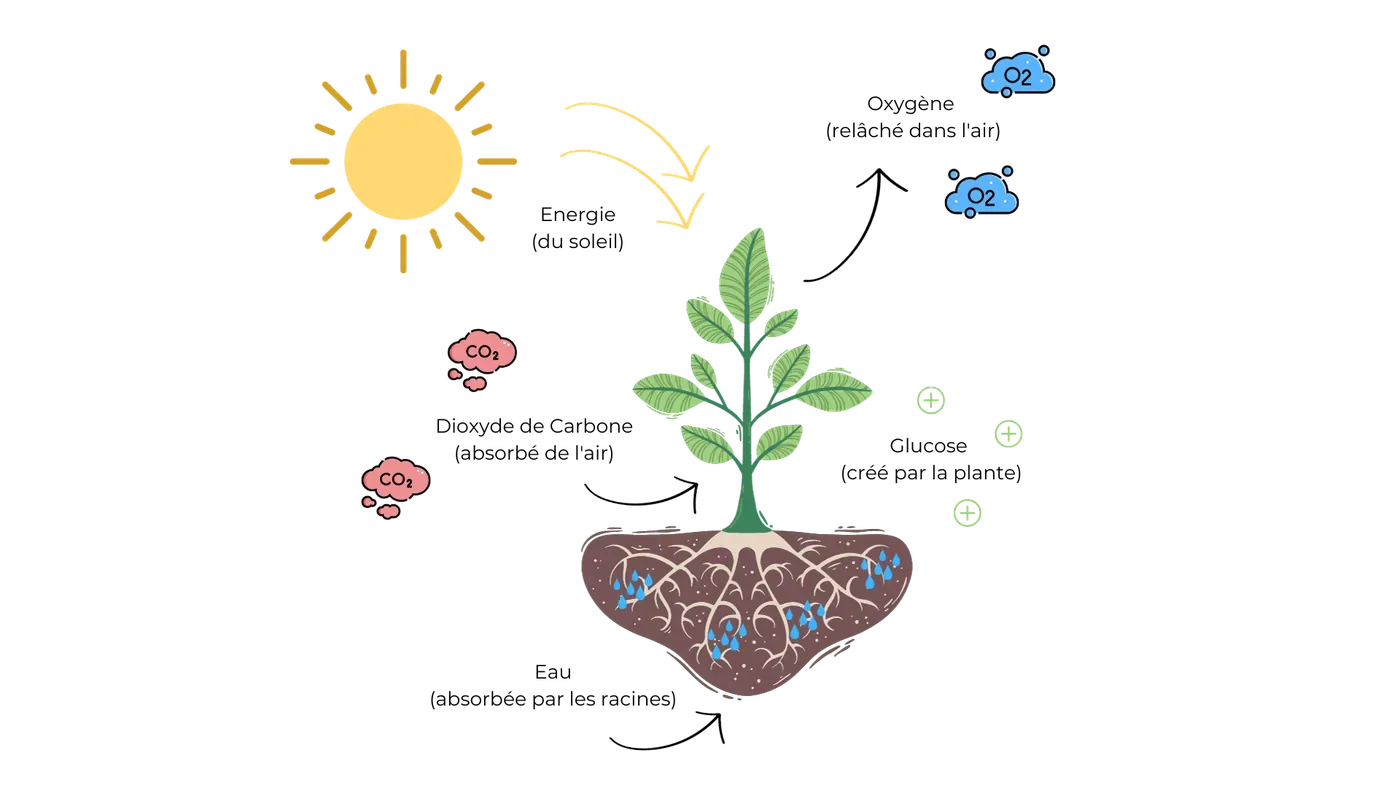 Photosynthetic process enabling plant growth.